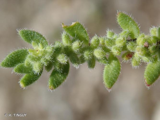 Herniaire velue (Herniaria hirsuta) © H. TINGUY