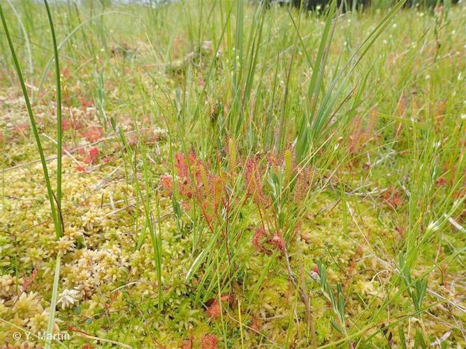 Rossolis à feuilles longues (Drosera longifolia) © Y. Martin