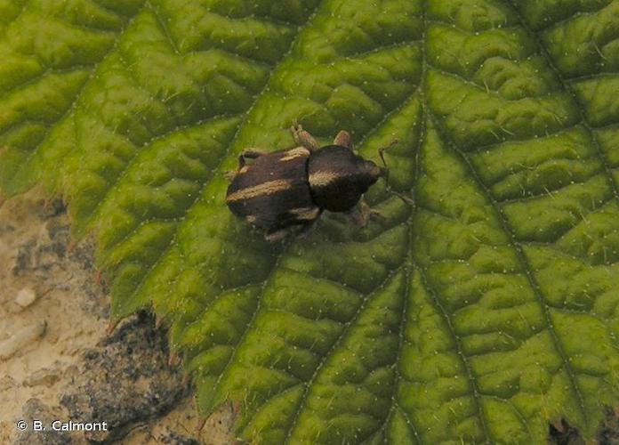 Tychius quinquepunctatus © B. Calmont