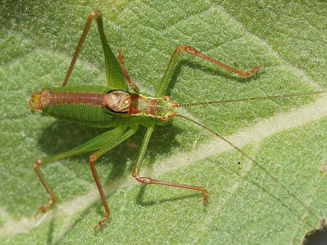 Leptophye ponctuée (Leptophyes punctatissima), mâle © Sylvain Montagner