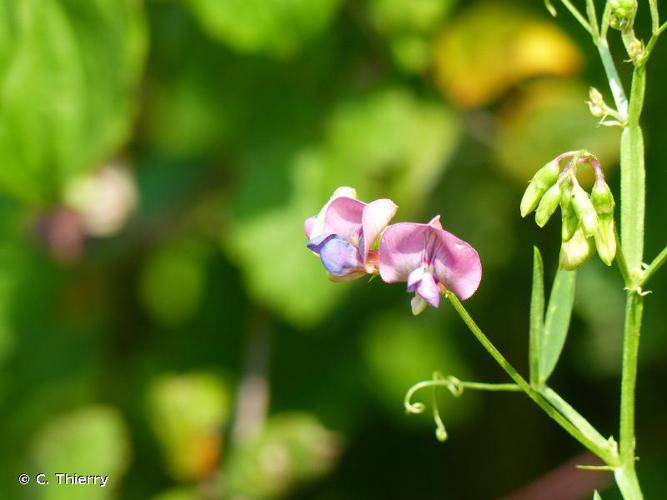 Gesse des bois (Lathyrus sylvestris) © C. Thierry