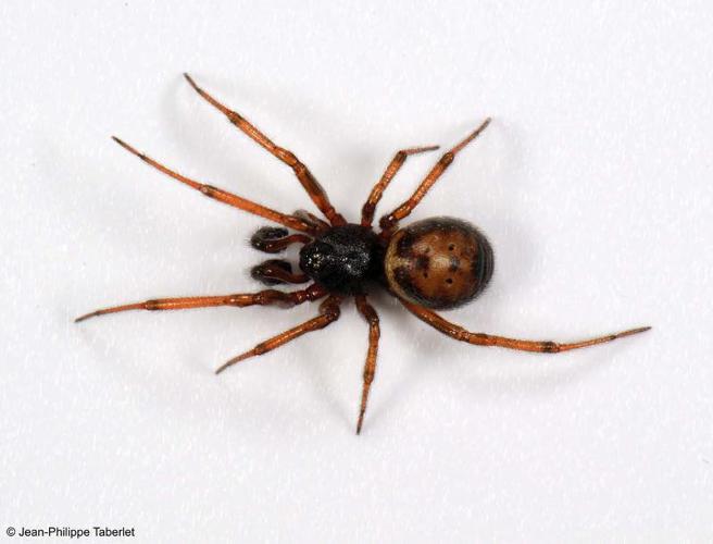 Steatoda bipunctata © Jean-Philippe Taberlet