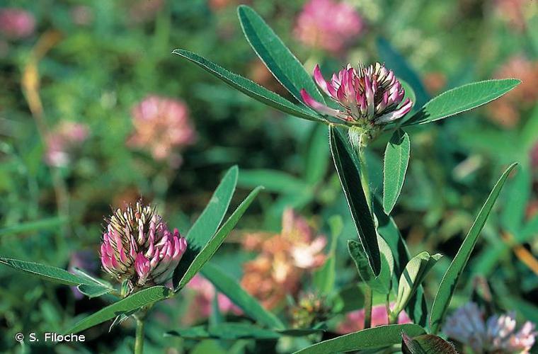 Trèfle intermédiaire (Trifolium medium) © S. Filoche
