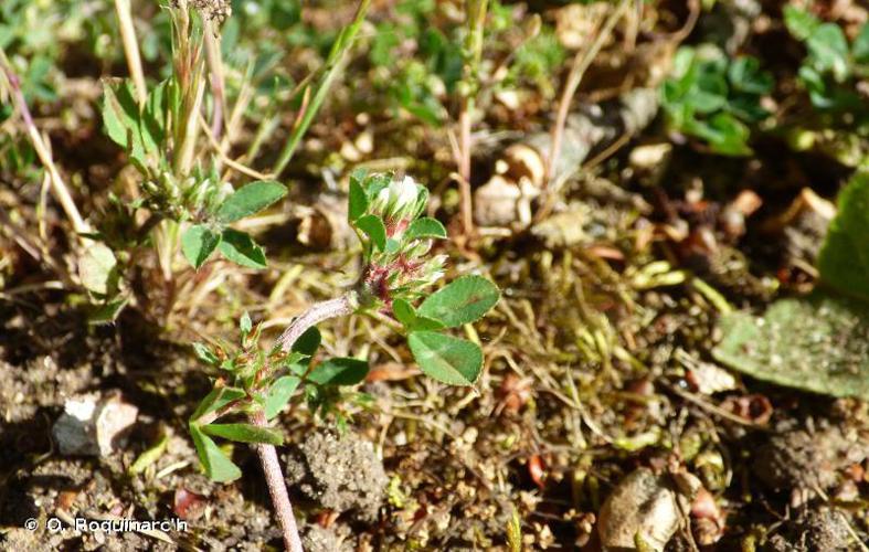 Trèfle rude (Trifolium scabrum) © O. Roquinarc'h