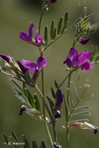 Vesce des moissons (Vicia segetalis) © O. Nawrot