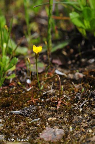 Cicendie filiforme (Cicendia filiformis) © A.-H. Paradis