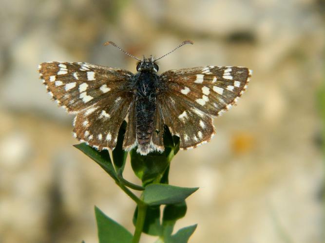 Hespérie de la mauve (Pyrgus malvae) © Morvan Debroize