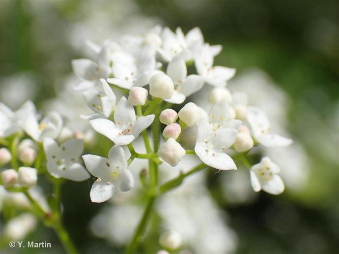 Gaillet allongé (Galium elongatum) © Y. Martin