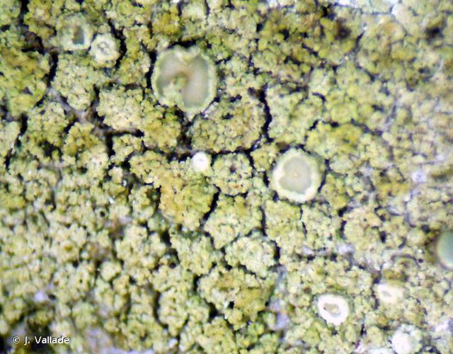 Lecanora conizaeoides © J. Vallade