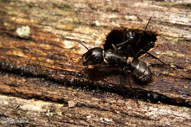 Camponotus vagus © Q. Rome