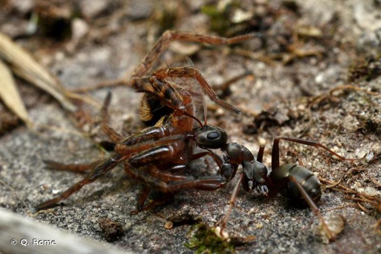 Formica cunicularia © Q. Rome