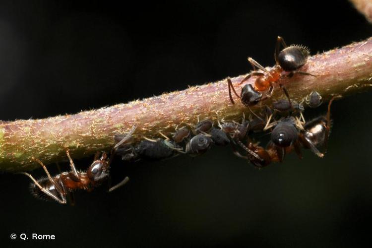 Lasius emarginatus © Q. Rome