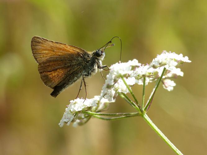 Hespérie du chiendent (Thymelicus acteon) © Morvan Debroize