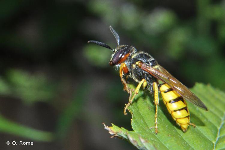 Philanthus triangulum © Q. Rome