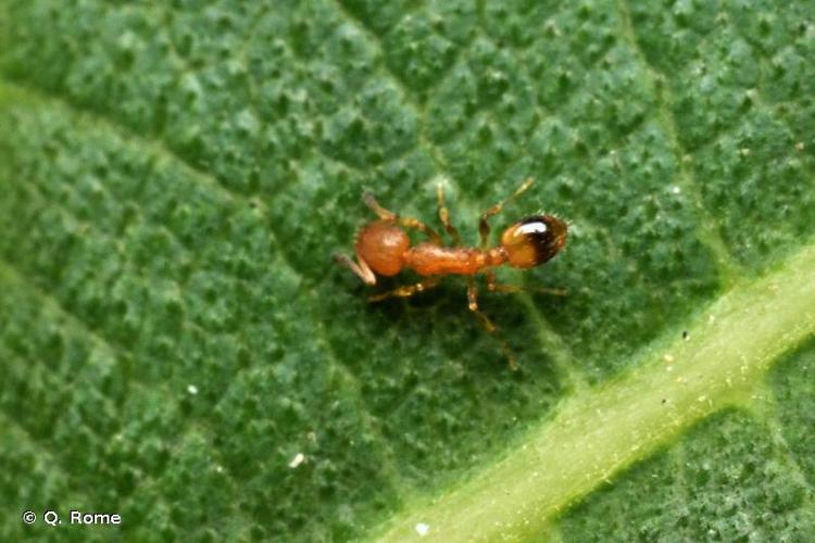 Temnothorax unifasciatus © Q. Rome