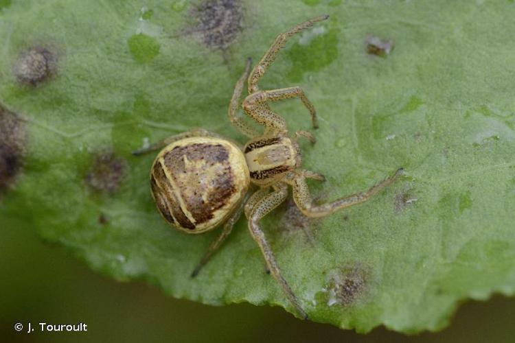 Xysticus ulmi © J. Touroult