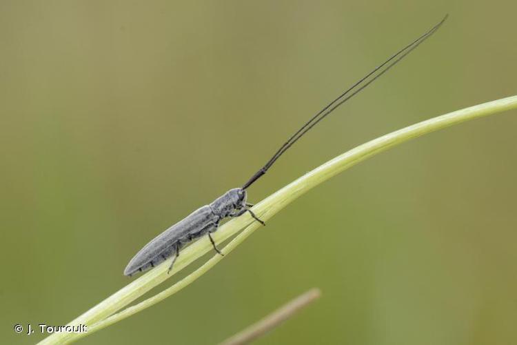 Calamobius filum © J. Touroult