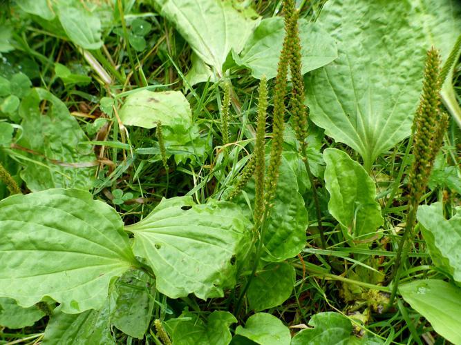 Grand plantain (Plantago major) © Morvan Debroize