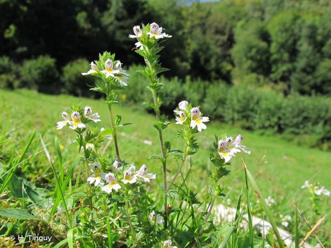 Casse lunette (Euphrasia officinalis) © H. Tinguy