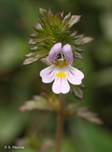 Euphraise raide (Euphrasia stricta) © S. Filoche