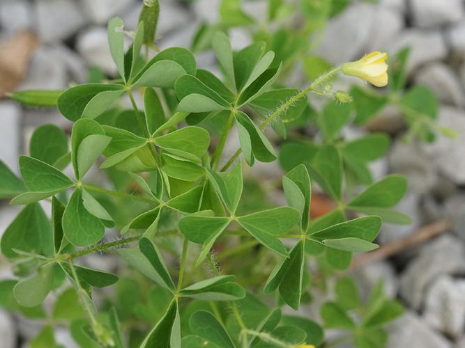 Oxalide droite (Oxalis fontana) © Sylvain Montagner