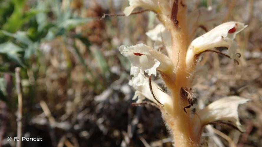 Orobanche violette (Orobanche amethystea) © R. Poncet