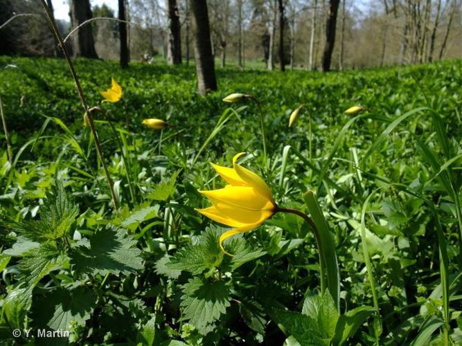 Tulipe de Gaule (Tulipa sylvestris subsp. sylvestris) © Y. Martin