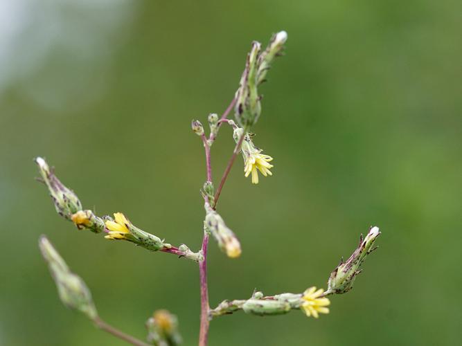 Laitue vireuse (Lactuca virosa) - fleurs © Sylvain Montagner