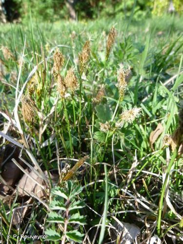 Laîche printanière (Carex caryophyllea) © P. Rouveyrol