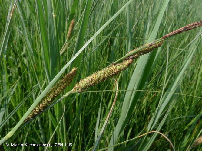 Laîche hérissée (Carex hispida) © Mario Klesczewski, CEN L-R