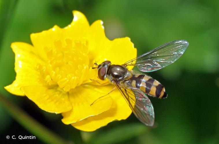 Meliscaeva auricollis © C. Quintin