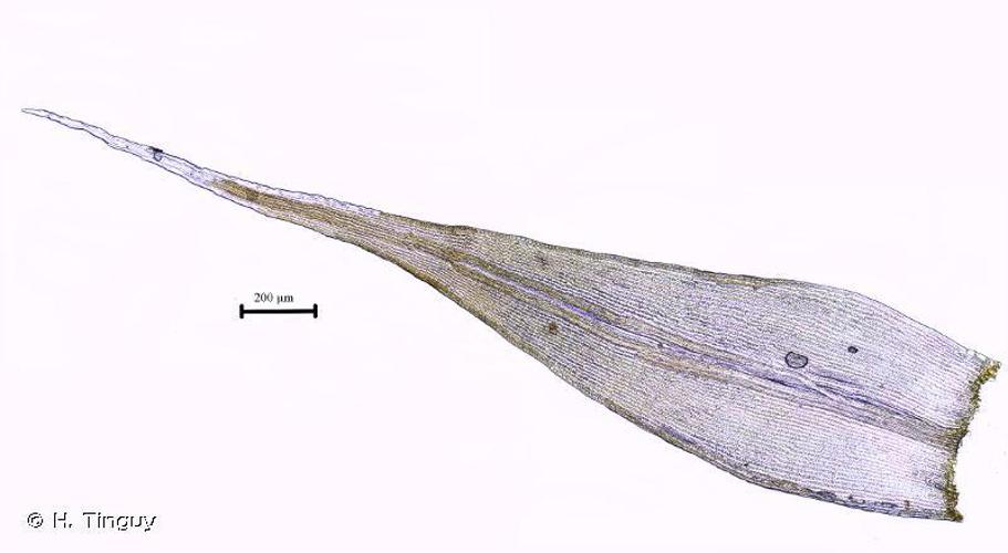 Grimmia decipiens © H. Tinguy