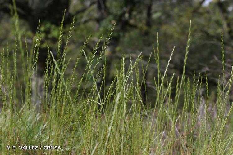 Catapode des graviers (Micropyrum tenellum f. tenellum) © E. VALLEZ / CBNSA