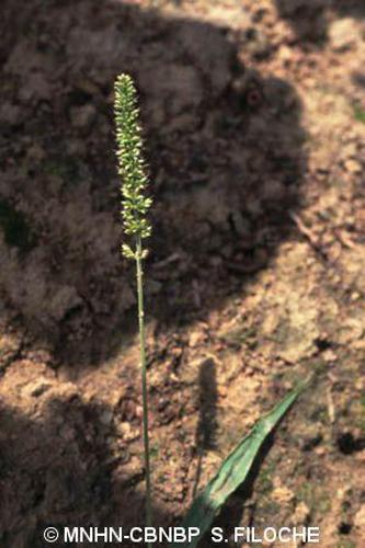 Sétaire verticillée (Setaria verticillata) © MNHN-CBNBP S. Filoche