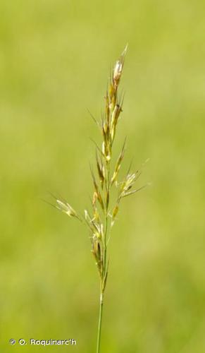 Trisète commune (Trisetum flavescens) © O. Roquinarc'h