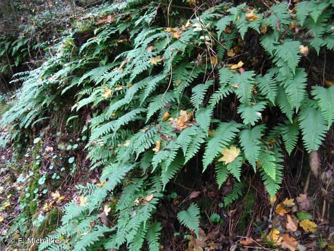 Réglisse des bois (Polypodium vulgare) © F. Michalke