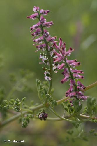 Fumeterre à fleurs serrées (Fumaria densiflora) © O. Nawrot