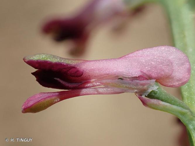 Fumeterre officinale (Fumaria officinalis) © H. TINGUY