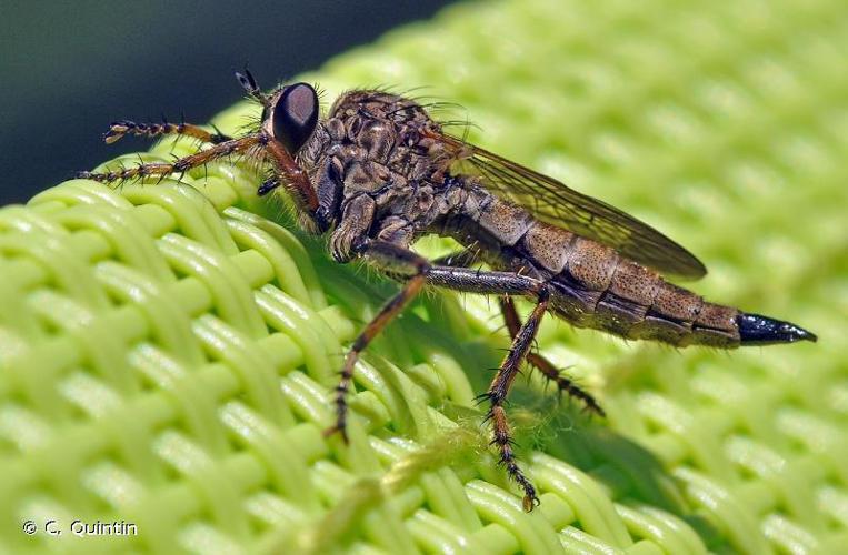 Tolmerus atricapillus © C. Quintin