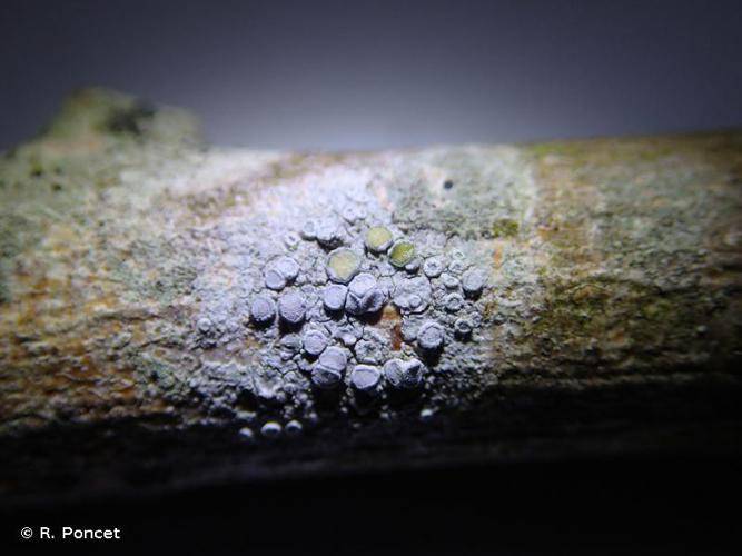 Lecanora carpinea © R. Poncet