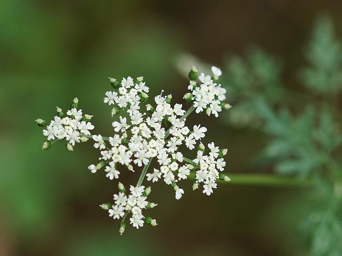 Petite cigüe (Aethusa cynapium) - fleur © Sylvain Montagner