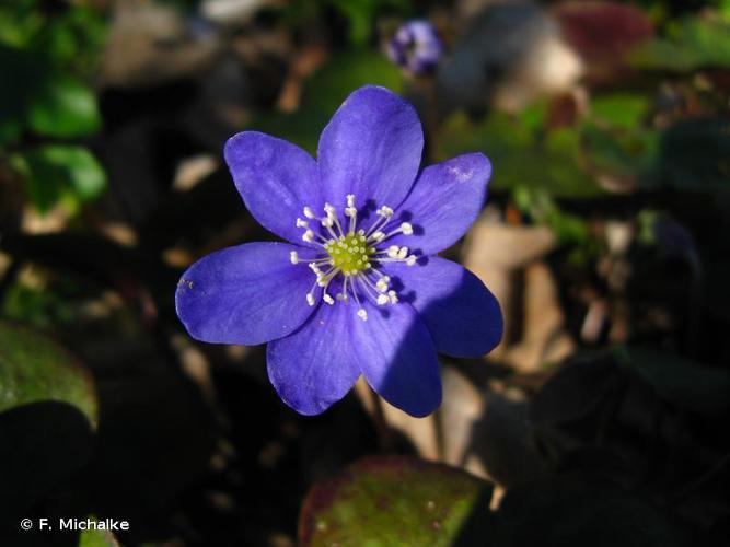 Hépatique à trois lobes (Hepatica nobilis) © F. Michalke