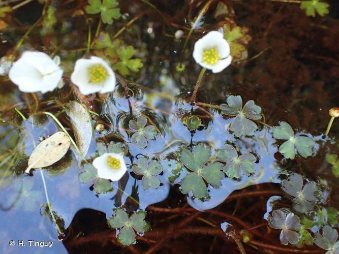 Renoncule (Ranunculus lutarius) © H. Tinguy