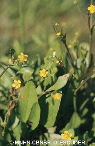 Bouton d'or à feuilles d'Ophioglosse (Ranunculus ophioglossifolius) © MNHN-CBNBP O. Escuder