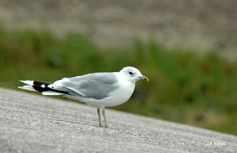 Goéland cendré (Larus canus) © J.P. Siblet