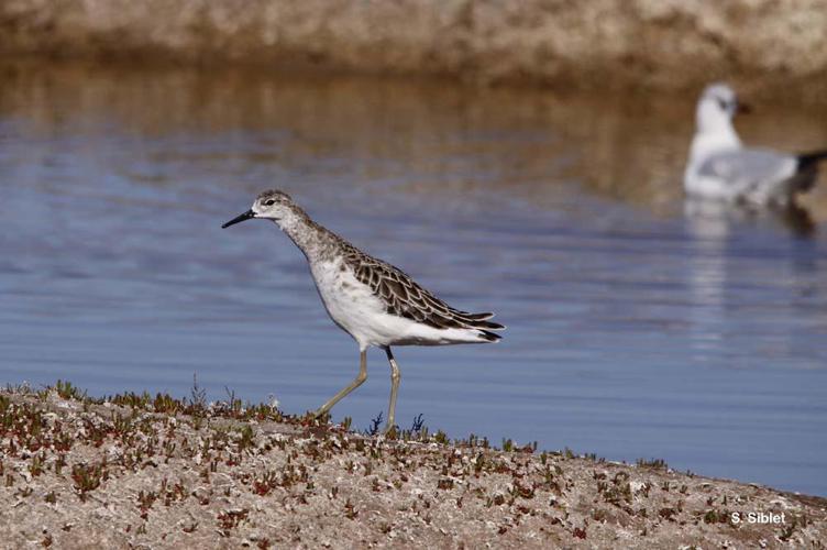 Chevalier combattant (Philomachus pugnax) © S. Siblet