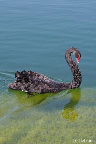 Cygne noir (Cygnus atratus) © O. Delzons