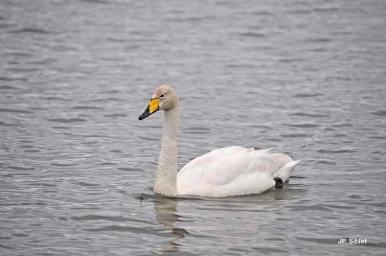 Cygne chanteur (Cygnus cygnus) © J.P. Siblet