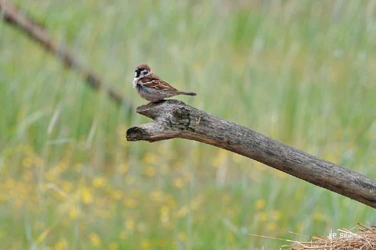 Moineau friquet (Passer montanus) © J.P. Siblet