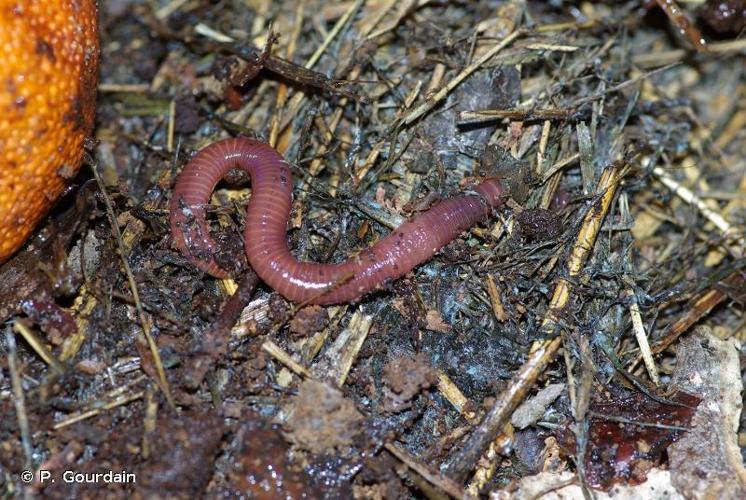 Eisenia fetida © P. Gourdain